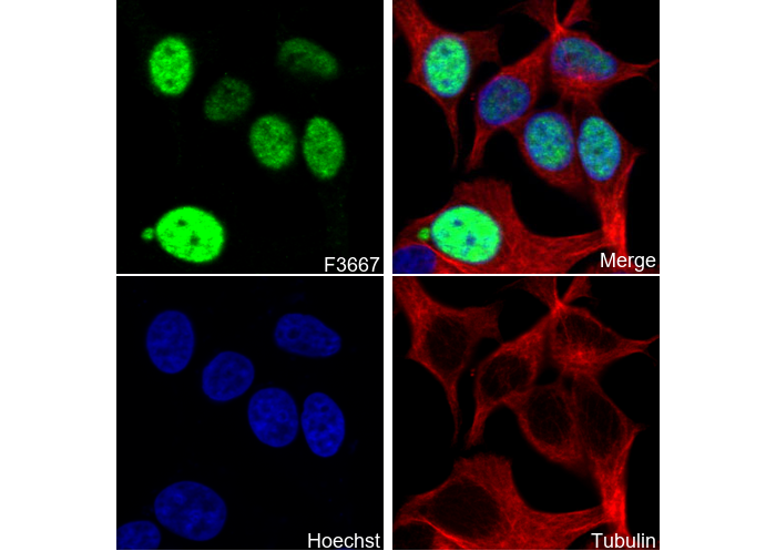 Anillin Antibody