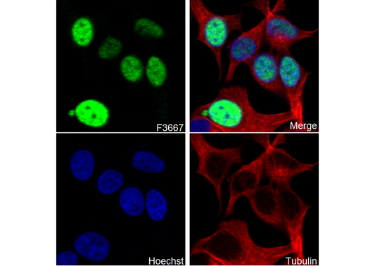 Anillin Antibody