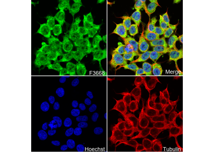 Gemin 3 Antibody