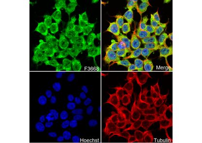 Gemin 3 Antibody