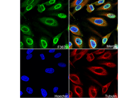 COPS3/CSN3 Antibody