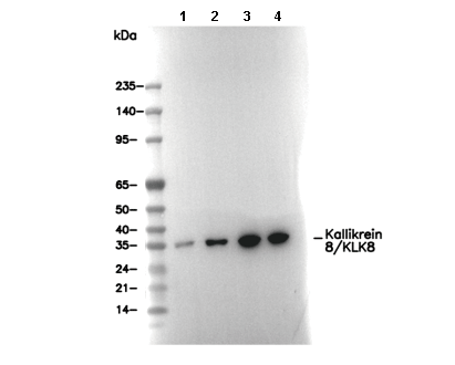 Kallikrein 8/KLK8 Antibody