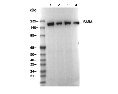 SARA Antibody