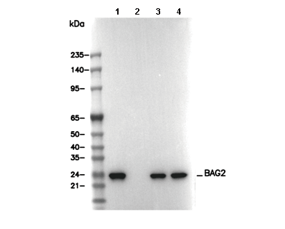 BAG2 Antibody