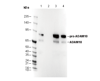 ADAM10 Antibody