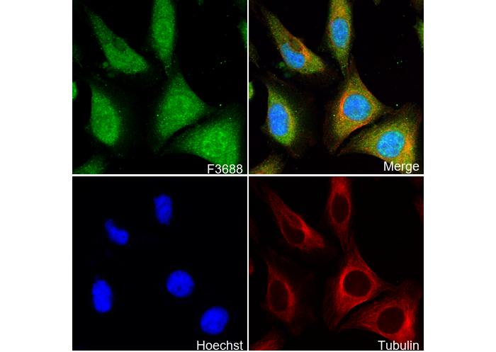 Phospho-Hsp27 (Ser15) Antibody