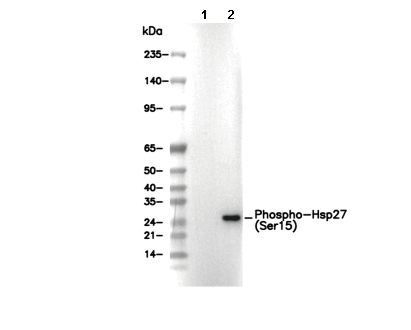 Phospho-Hsp27 (Ser15) Antibody