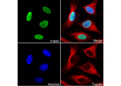 Histone H2A.Z Antibody