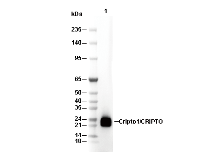 Cripto1/CRIPTO Antibody