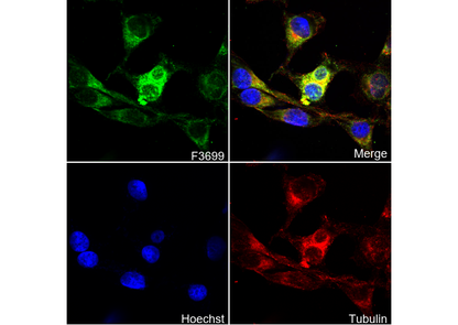 Proteasome 20S LMP7 Antibody