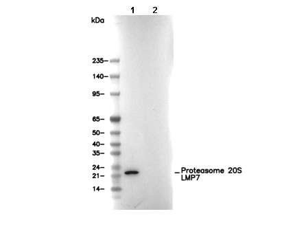 Proteasome 20S LMP7 Antibody