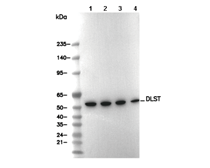 DLST Antibody