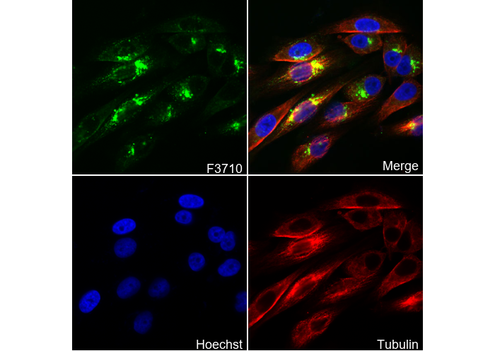 KIF1A Antibody