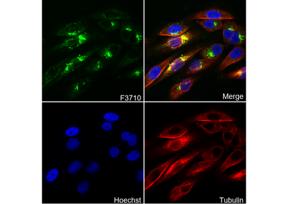 KIF1A Antibody