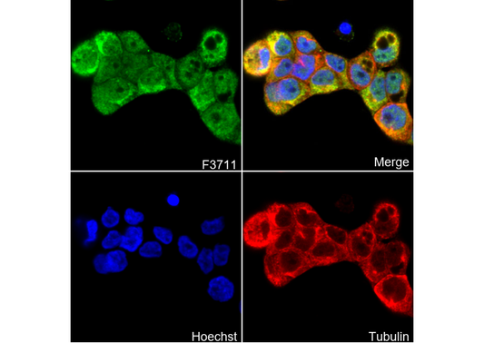 LAMC2 Antibody