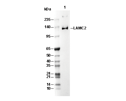 LAMC2 Antibody