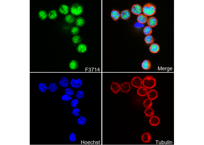 HLTF Antibody
