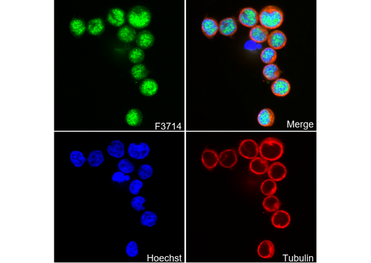 HLTF Antibody