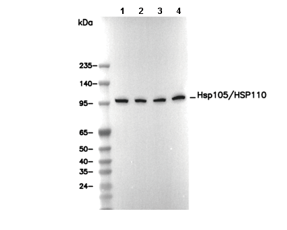 Hsp105/HSP110 Antibody