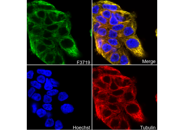 DAZL Antibody