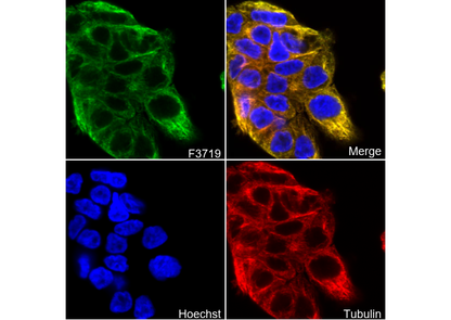 DAZL Antibody