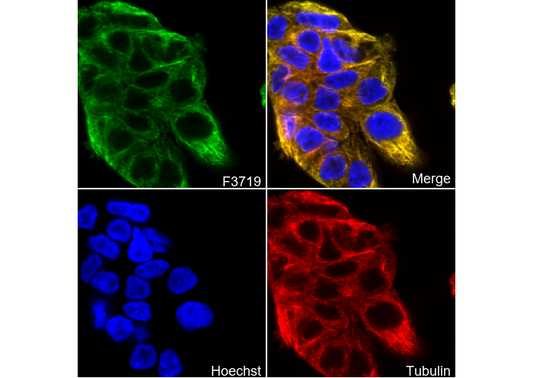 DAZL Antibody