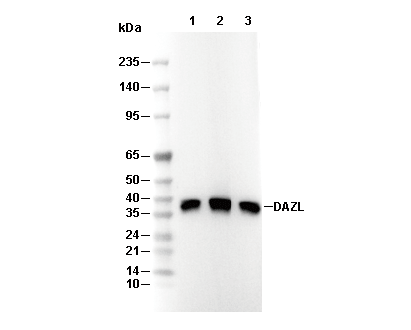DAZL Antibody