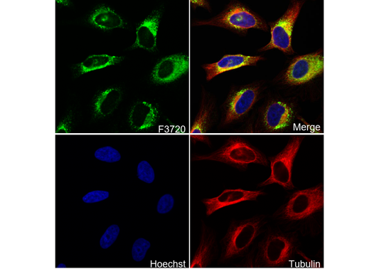 Pellino 1 Antibody
