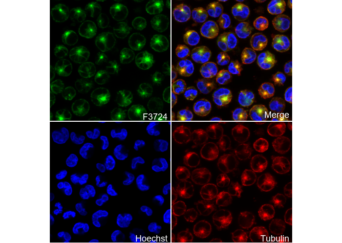 β I Tubulin Antibody