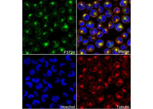 β I Tubulin Antibody