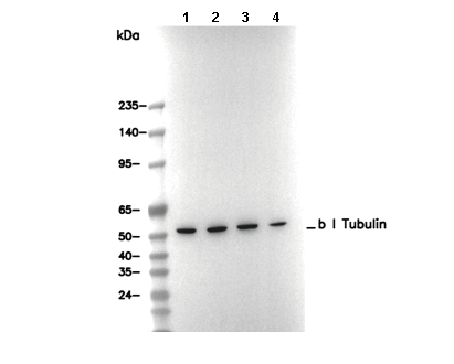 β I Tubulin Antibody