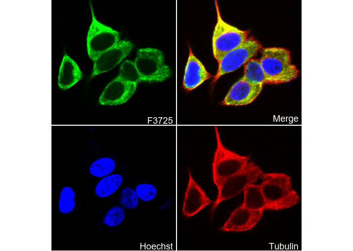 GCN2 Antibody