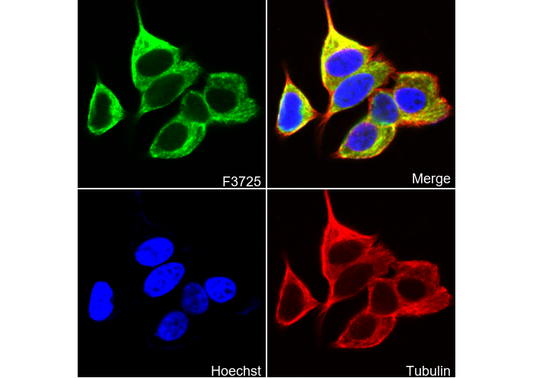 GCN2 Antibody