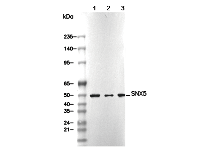 SNX5 Antibody