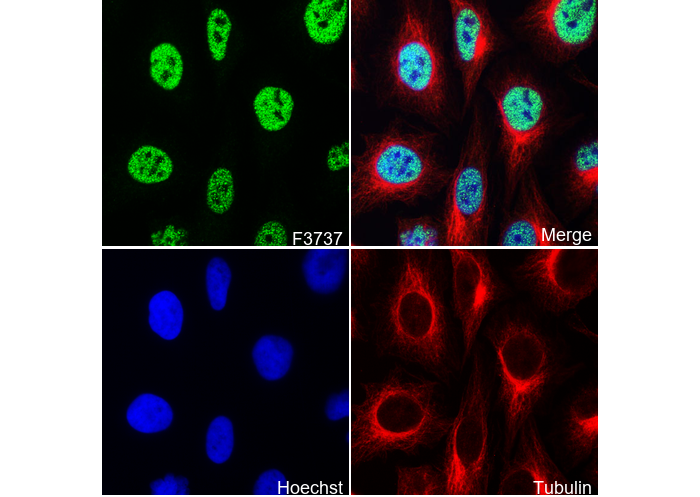 Rad21 Antibody
