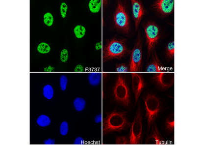 Rad21 Antibody