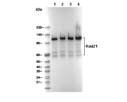 Rad21 Antibody