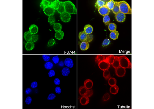 Detyrosinated α Tubulin Microtubule Marker Antibody