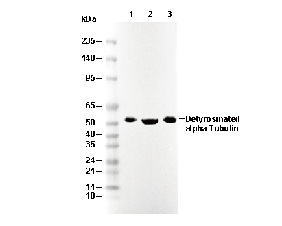 Detyrosinated α Tubulin Microtubule Marker Antibody