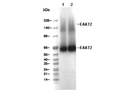 EAAT2 Antibody