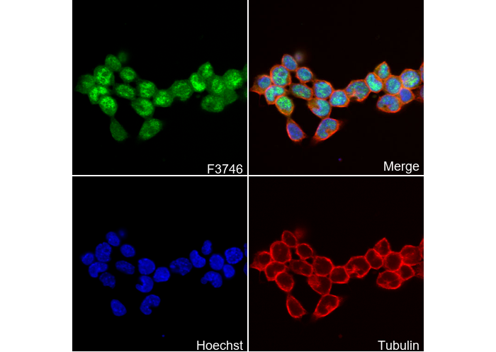 Stra8 Antibody