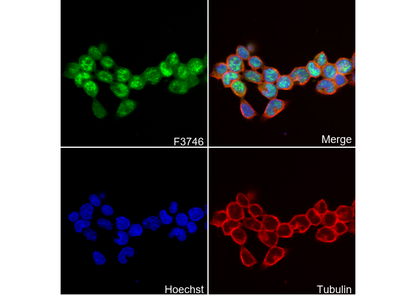 Stra8 Antibody