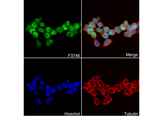 Stra8 Antibody