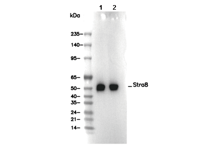 Stra8 Antibody