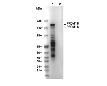 PRDM16 Antibody