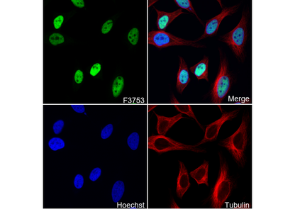JunB Antibody