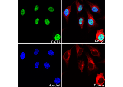 BRD2 Antibody