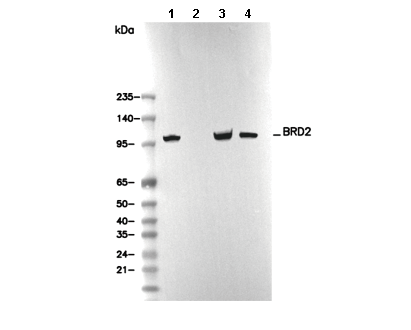 BRD2 Antibody