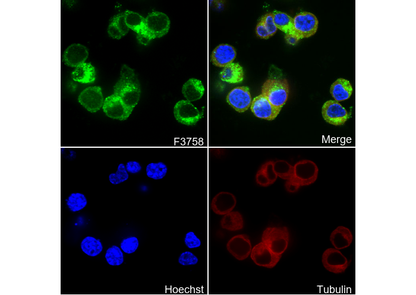 Ret Antibody