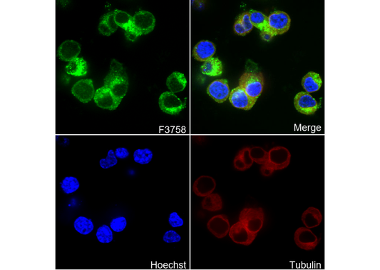 Ret Antibody